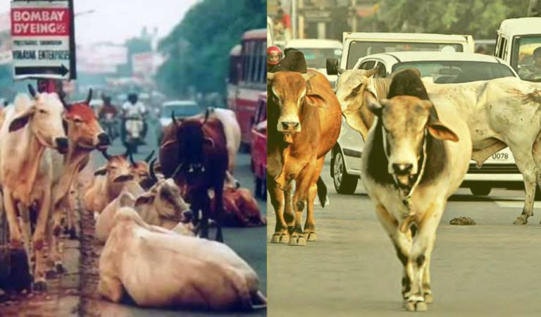 संसद से सड़क तक, हर गलियारे में गाय !